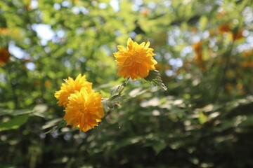 orange flower in the garden