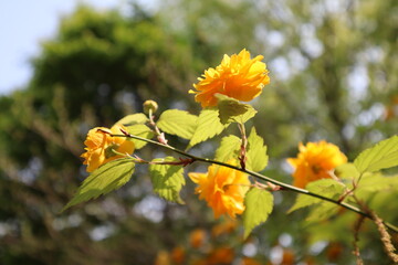 yellow flowers on a tree