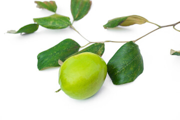 Ziziphus jujuba on white background.