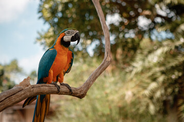 Blue-and-Yellow Macaw (Ara ararauna), also known as the Blue-and-Gold Macaw sit on the tree