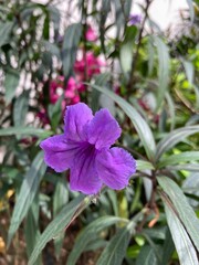 flower in the garden