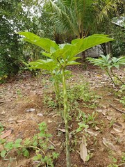 Porang plant Amorphophallus also known as konjac elephant yam konjak, Konjaku, Konnyaku Potato, devil tongue, voodoo lily