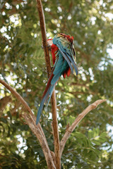 Blue-and-Yellow Macaw (Ara ararauna), also known as the Blue-and-Gold Macaw sit on the tree