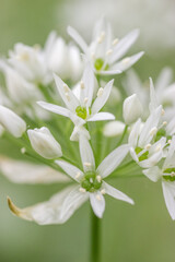 Wild garlic flowers blossom in beech forest,macro shot