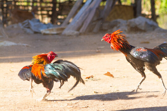 the match between roosters at outdoor area