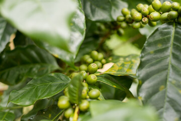 Arabica coffee, green Arabica coffee beans unripe on northern Thailand sources waiting for harvest to process