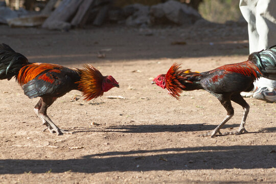 Cock fighting at outdoor area, Suai Timor Leste