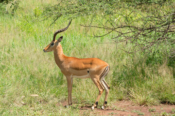 Naklejka na ściany i meble Close up of male Impala gazelle in Serengeti, Tanzania