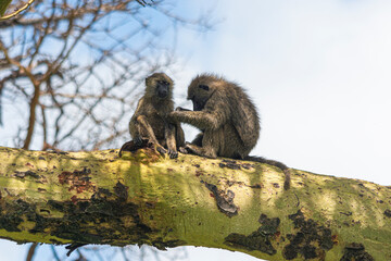 Two Monkeys take care of each Others to clean their Hair.