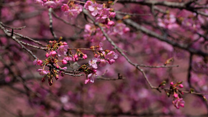 pink cherry blossoms