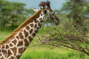 Close-up of a young giraffe.