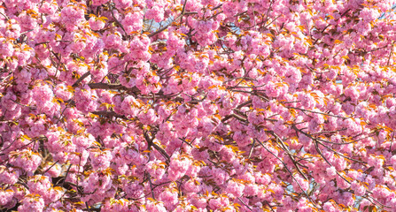 Spring flower background. Sakura Festival. Cherry Blossom Trees. Sakura spring flowers pattern.
