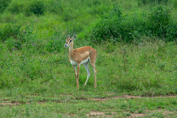 Naklejka na ściany i meble Close up of female Impala gazelle in Serengeti, Tanzania
