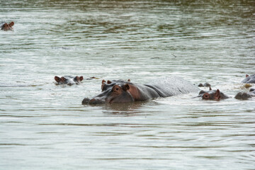 Hippopotamus, hippo in water. Serengeti, Tanzania