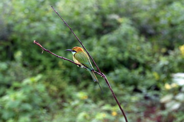 Green Bee Eater scanning the surroundings