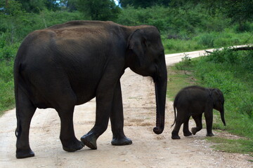 Fototapeta na wymiar Mother Elephant crossing the road with her calf
