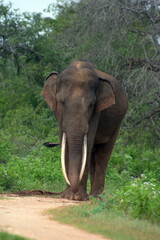 Fototapeta premium Tusker 