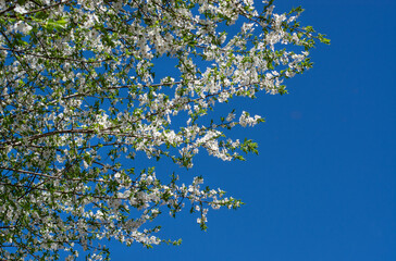 Branches of bird cherry with white flowers