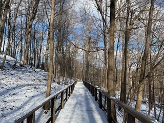 path in winter forest