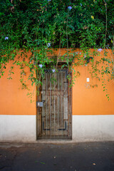 Climbing plant above an orange wall with wooden door