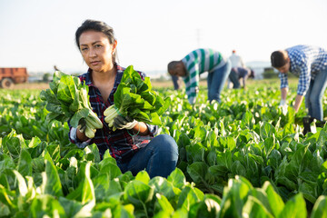 Skilled latina woman engaged in gardening picking fresh swiss chard on farm
