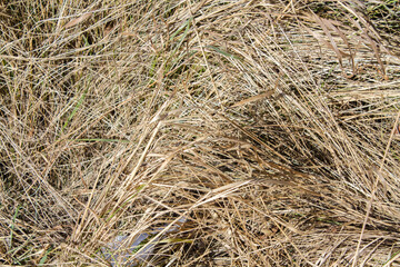 The texture of the dried grass. Yellow background. Grassy background.