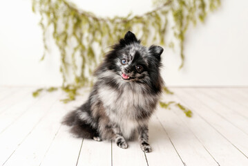 Pomeranian Merle color dog sitting, obedient little dog in a photography studio	

