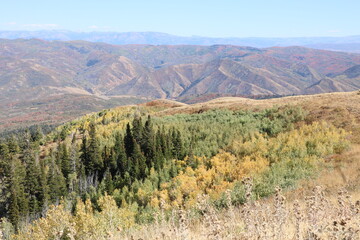 A grove of aspens turns yellow early in the fall season at the slopes of Big Mountain near Morgan, Utah.