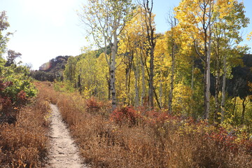Autumn forest trail near Big Mountain Pass, Morgan, Utah