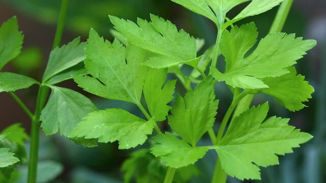 Fresh leaf celery bench close up 4k