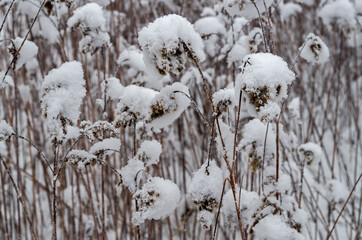 Panicles of feather grass, bent under the weight of white snow caps on the blurred background of the stems of dense thickets of dry gray-beige spear grass growing in the field, on a cold winter day.