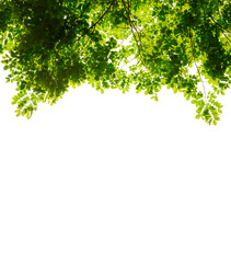 Obraz premium Fresh light green leaves with tree on white background space for spring summer natural concept design.