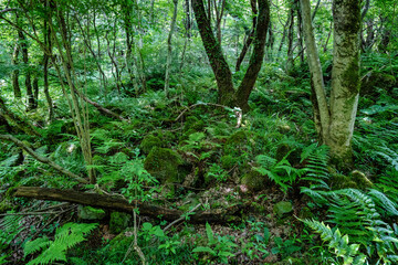 green forest 