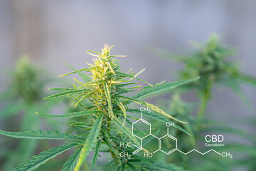 Cannabis plant growing at outdoor farm. The texture of marijuana leaves. Photo with the formula CBD (cannabidiol). Concept of cannabis plantation for medical