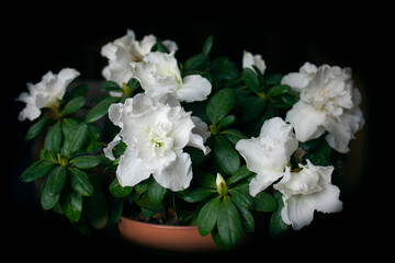 Fototapeta premium White azalea in brown flowerpot on dark background