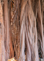 Panama aerial roots of the Sterculia apetala tree