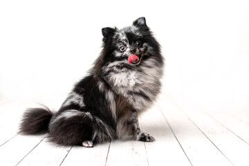 Pomeranian Merle color dog sitting, obedient little dog in a photography studio	
