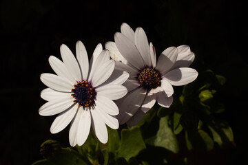 Obraz premium daisy and bee