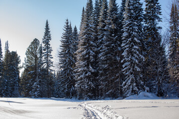 A walk through the winter forest. Beautiful winter landscape.