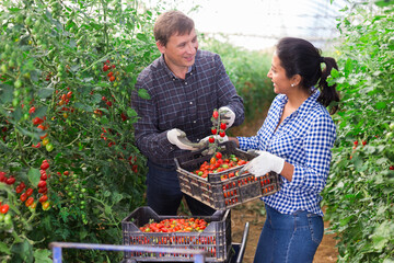 Obraz premium Latina woman and caucasian man seasonal workers harvesting ripe tomatoes in greenhouse