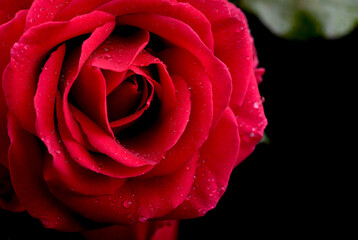 A close up macro shot of a red rose valentine day gift