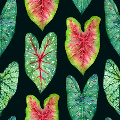 Watercolor seamless pattern witn green leaves Caladium. Hand drawn floral illustration on dark background.