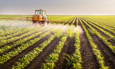Obraz premium Tractor spraying soy field in sunset.