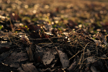 Fallen leaves illuminated by the setting sun