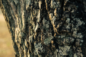 Tree surface illuminated by the setting sun