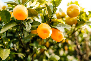 Japan's many fruitful citrus trees.