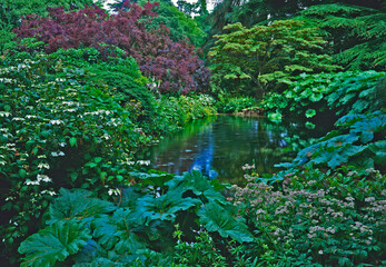 Pond edged with water plants Gunnera, Hostas and Hydrangeas