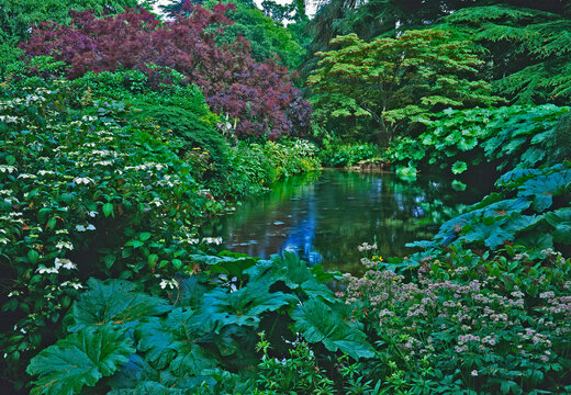 Pond edged with water plants Gunnera, Hostas and Hydrangeas