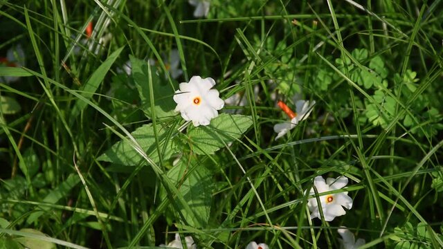 Night flowering jasmine or Parijat or hengra bubar or Shiuli is a species of Nyctanthes fallen on green grass