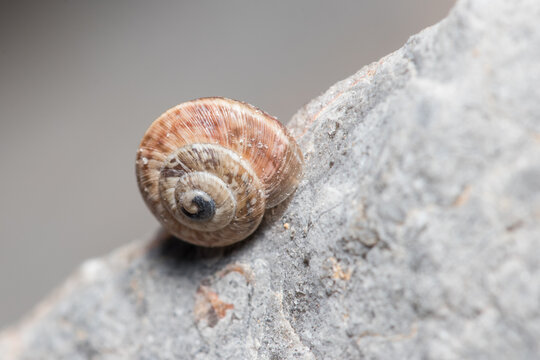 Helix aspersa snail crawling up a rock under the sun. High quality photo